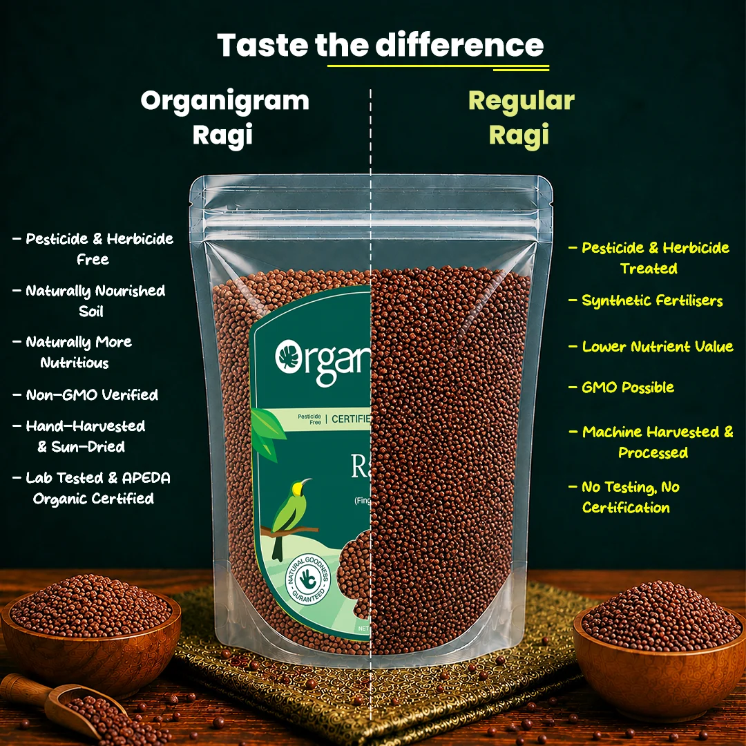 Organic Ragi Whole/Finger Millet - Image 3